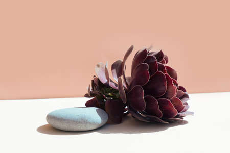 Minimal modern product display on textured beige background with succulent
