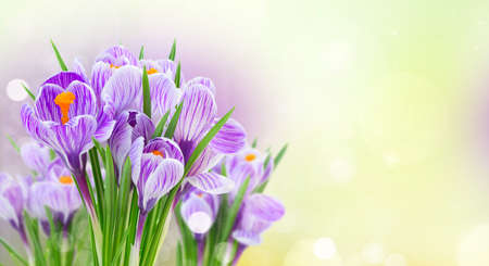 Violet crocus flowers bouquet isolated on white background