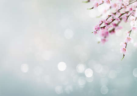 Cherry tree branch with blooming flowers on blue sky spring background with copy space