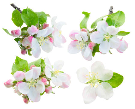 fresh Apple tree blossom twig with fresh green leaves set isolated on white backgroundの写真素材