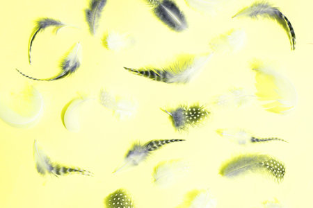 flat lay pattern made of feathers. MInimal natural flat lay top view on yellow backgroundの写真素材