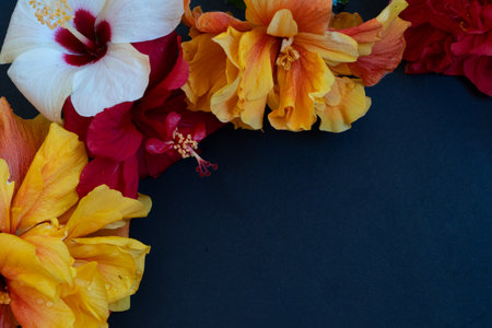Fresh hibiscus flowers on black background close up with copy spaceの写真素材