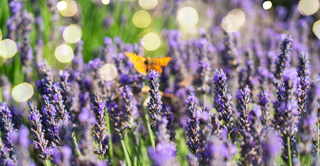 Lavender flowers field with summer butterfly, web bwnner formatの写真素材