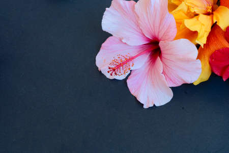 Fresh hibiscus flowers heap on black background with copy spaceの写真素材