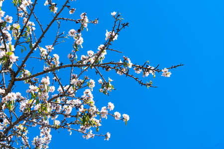 almond tree pink bloom over blue sky
