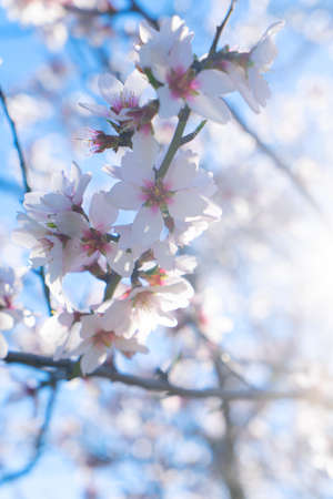pink almond tree bloom over pale blue sky