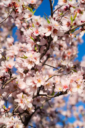 almond tree bloom, pink flowers of almond close up