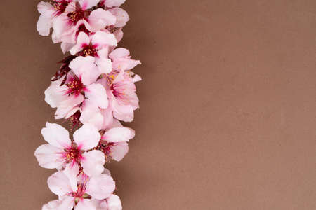 pink almond tree bloom border on earth tones brown backgroundの写真素材