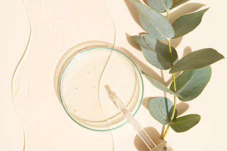 Glass petri dish with transparent pure serum for skin care on beige background, top view. Concept laboratory tests and research, making natural organic cosmetic, natural cosmetics concept with eucaliptus leavesの写真素材