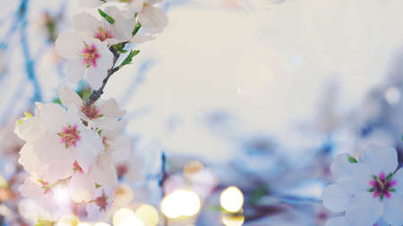 almond tree bloom, close up spring of almond tree over bue sky, toned bannerの写真素材