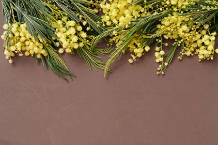 Mimosa fresh flowers border on earth tones brown background