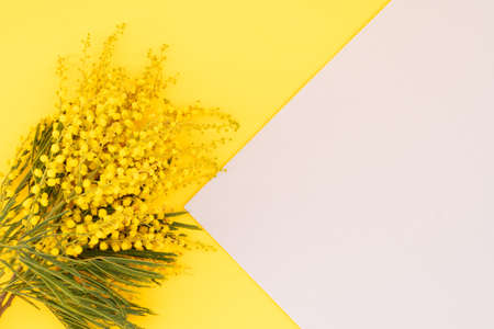 Mimosa fresh flowers border on yellow and gray backgroundの写真素材