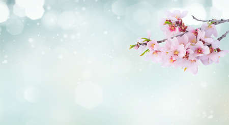 almond tree bloomの写真素材
