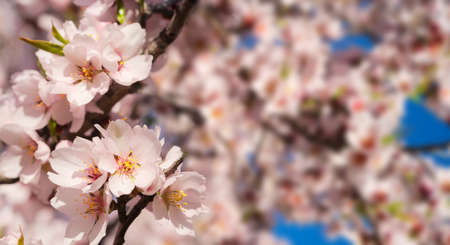 almond tree bloomの写真素材