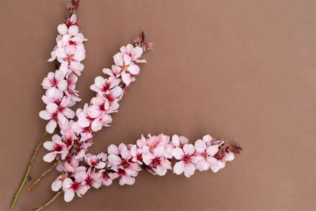 almond tree bloom