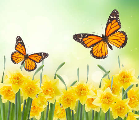 spring narcissus gardenの写真素材