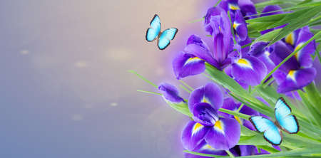 fresh blue irise flowersの写真素材