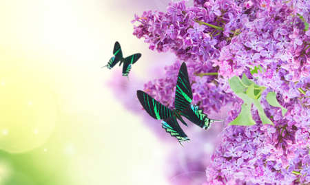 Bush of Lilacの写真素材