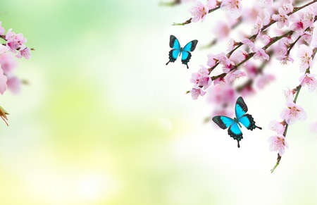 Cherry tree twig