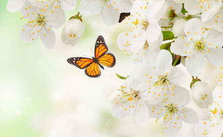 Plum Flowers in green garden