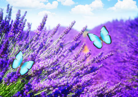 Lavender summer fieldの写真素材