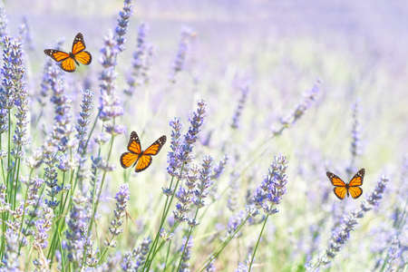 Lavender field at summerの写真素材