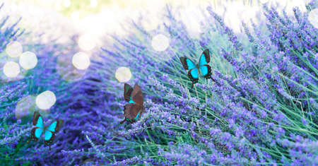 Lavender field at summer