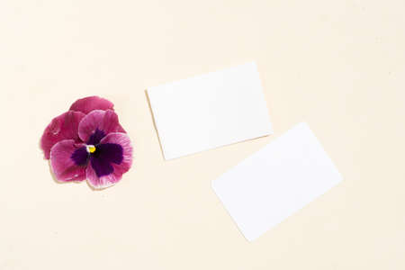 Pansy flowers styled stock scene