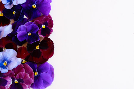 pansies styled stock sceneの写真素材