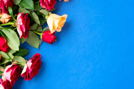 orange and red rosesの写真素材