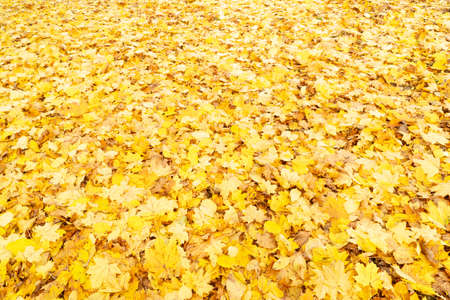 Fall leaves in parkの写真素材