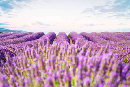 Lavender fresh flowers field with summer blue and pink sunrise sky, Provence, France
