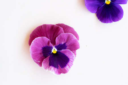 pansies styled stock scene, single flower of pansy