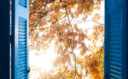 room with open blue window shutters to - fall garden with yellow leaves and green grassの写真素材
