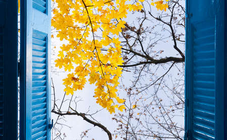 room with open blue window shutters to - fall garden with yellow leaves and green grass