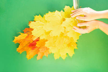 Someone hands throwing fall leaves over green background with copy spaceの写真素材