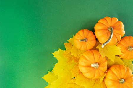 Pumpkins with bright leaves over green backgroundの写真素材