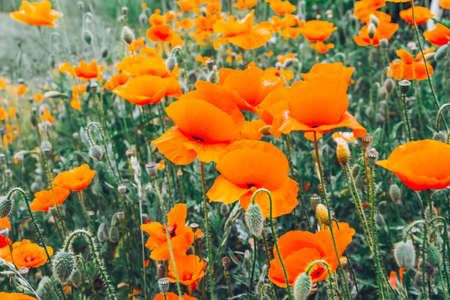 field of poppy red flowers with green grass, natural backgroundの写真素材