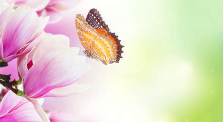 twig with blooming pink magnolia flowers and butterfly close up over green background with copy...