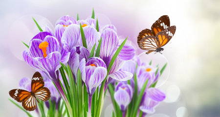 Violet crocus flowers on gray spring bokeh background with butterfliesの写真素材