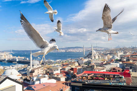 citysccape of Istanbul with traditional seaguls, Turkeyの写真素材