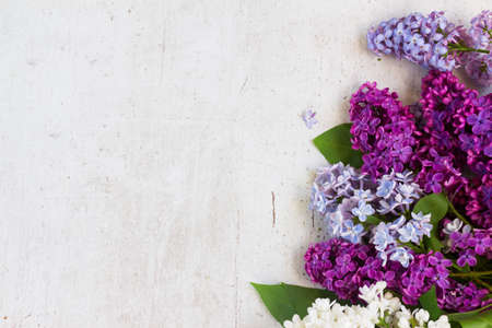 Border of of fresh lilac flowers on white aged wooden background with copy space in color of the...