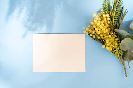 Mimosa yellow flowers on blue spring background, 8 march day background, copy space on envelope,...