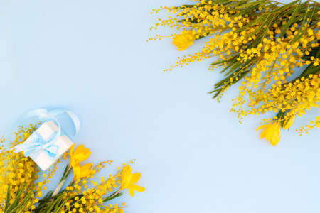 Mimosa and crocuses yellow flowers on blue spring background with gift box, frame with copy space, 8...