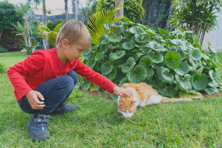 Little boy with his pet - white and ginger cat in gardenの写真素材