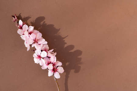 pink almond tree bloom twig on earth tones brown background with copy spaceの写真素材