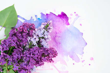 Lilac flowers on splash of watercolor background with copy spaceの写真素材
