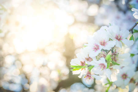 almond tree bloom, close up spring of almond tree twigs, spring sunshine