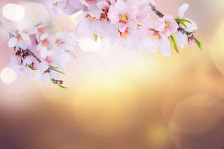 pink almond tree bloom over spring background background with copy spaceの写真素材