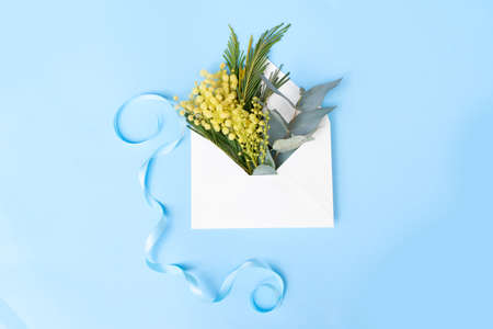 Mimosa yellow flowers in envelope on blue spring background, 8 march day background, copy space on envelope, mimose is traditional flowers for international womans day 8 of marchの写真素材
